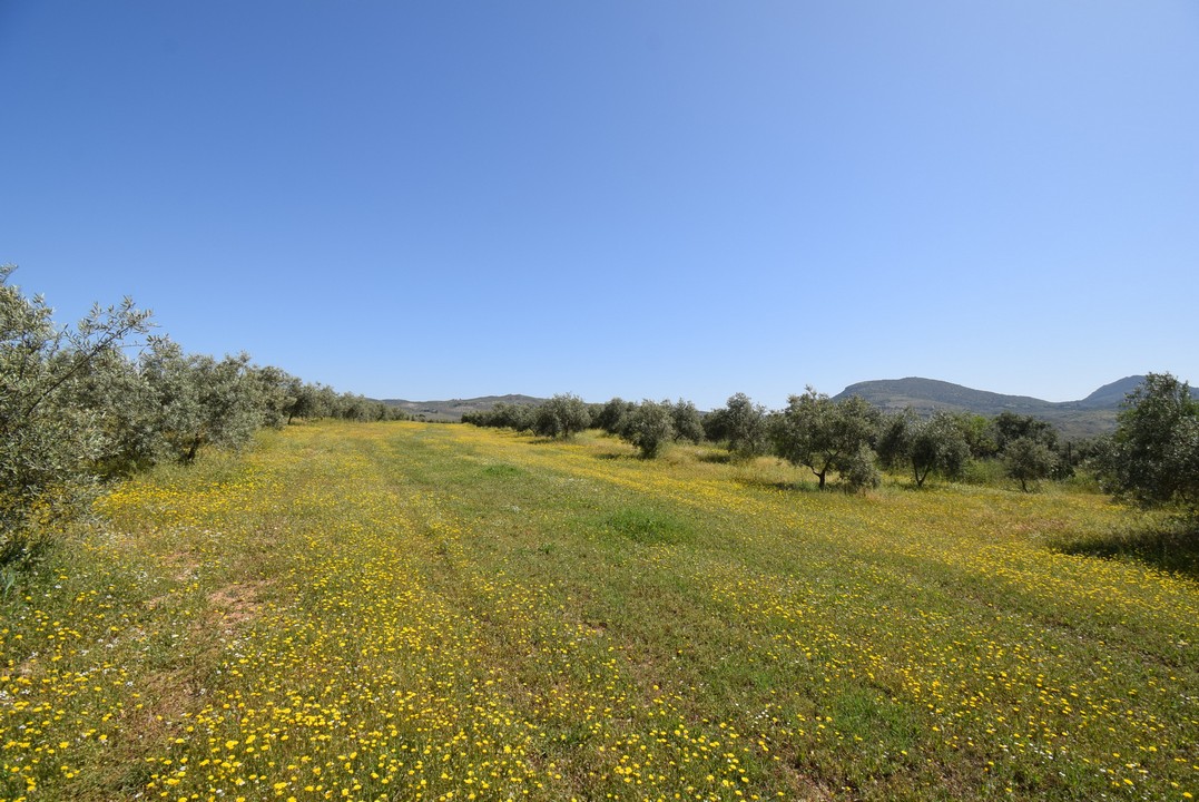 Grande Finca avec jolie maison de plain-pied