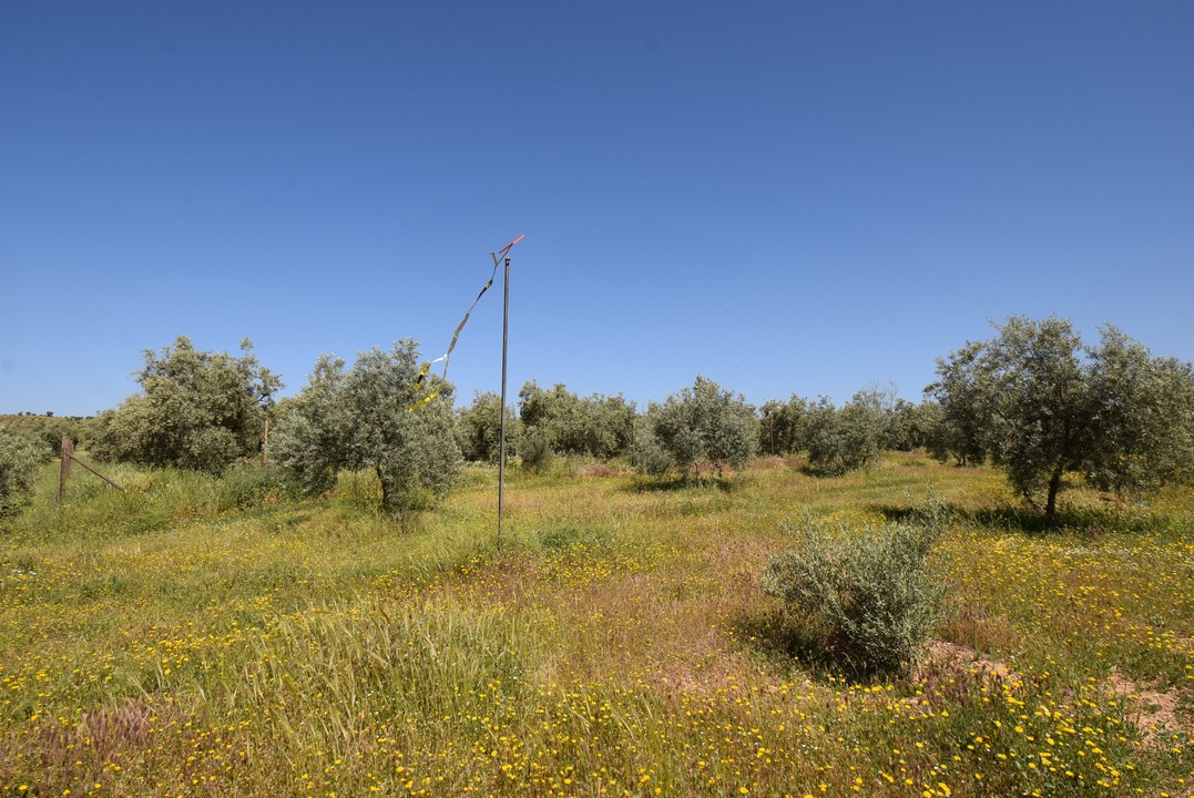 Amplia finca con atractiva vivienda de una sola planta