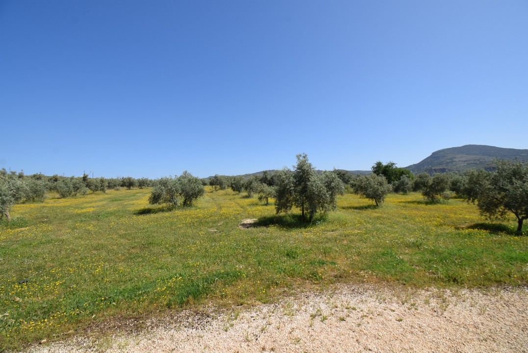 Stor finca med attraktiv enplansbostad