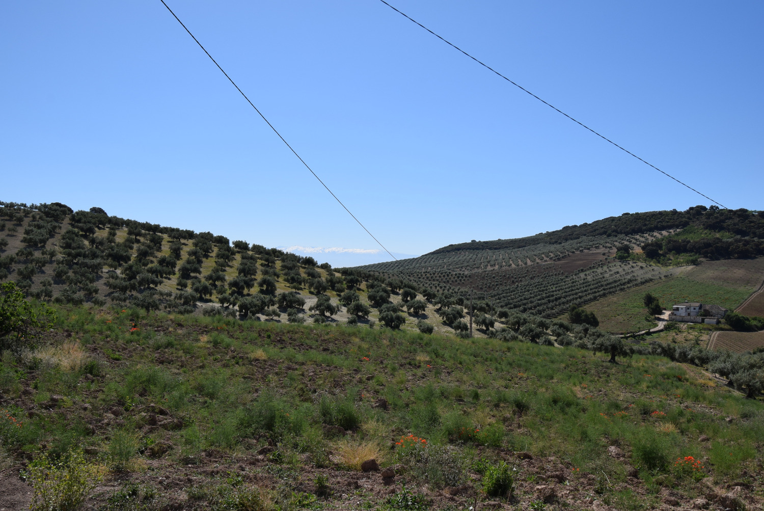 Appezzamento in vendita a Montefrío