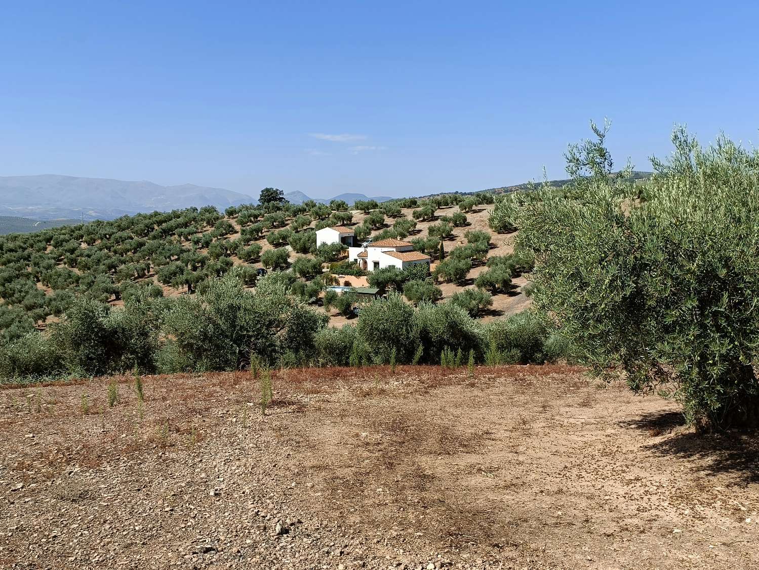 CASA DE CAMPO DE ALTAS CALIDADES, OLIVAR Y FANTÁSTICAS VISTAS