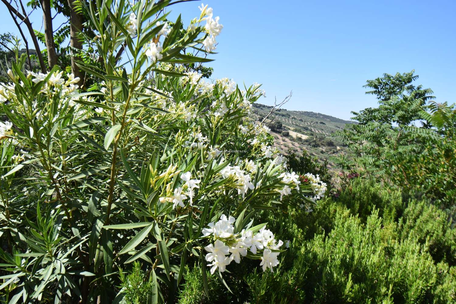 Precioso cortijo con mucho encanto y autosuficiente