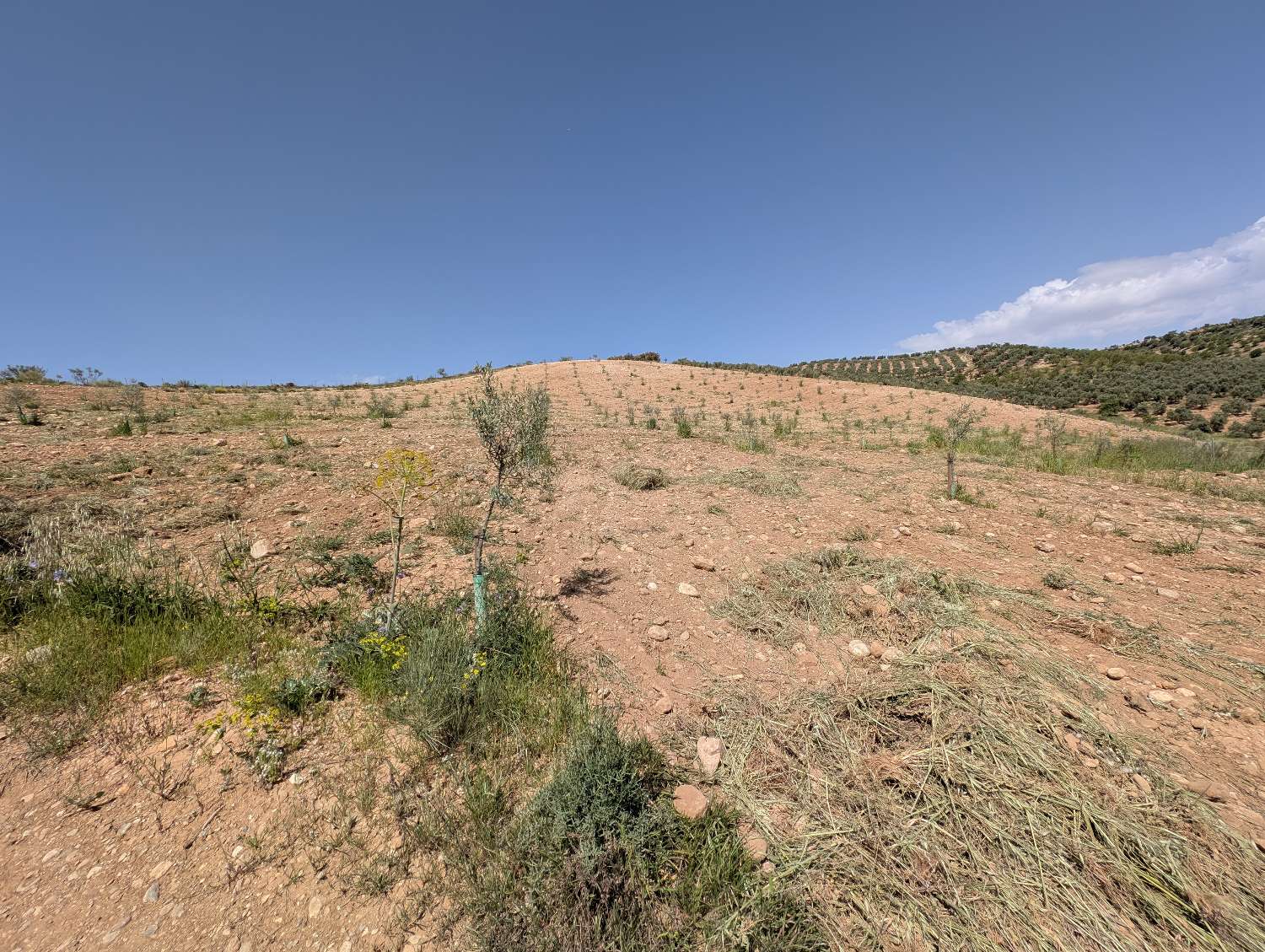 Domain en vente à Alhama de Granada